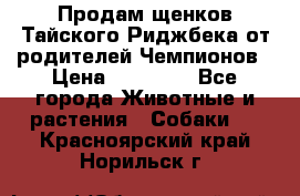 Продам щенков Тайского Риджбека от родителей Чемпионов › Цена ­ 30 000 - Все города Животные и растения » Собаки   . Красноярский край,Норильск г.